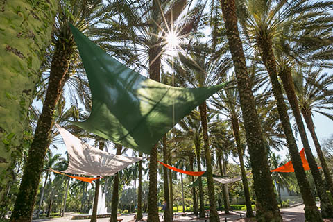 Colorful hammocks suspended across several palm trees at the University of Miami Coral Gables campus.