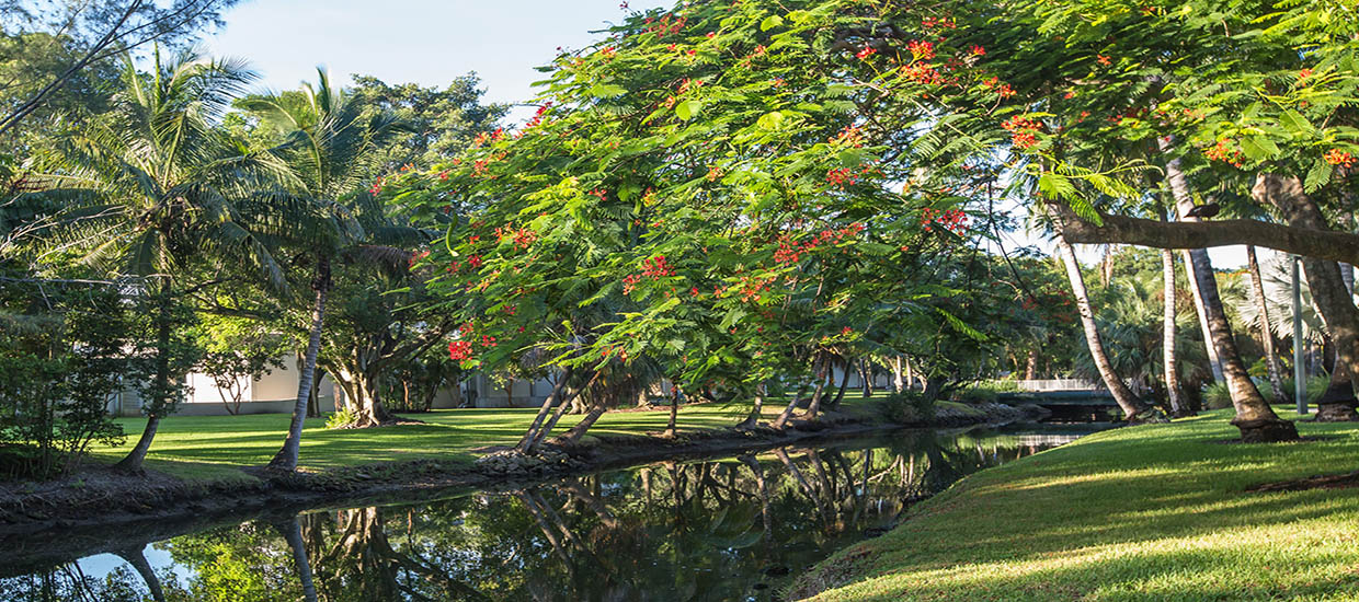 A view of campus landscaping and waterway at the University of Miami Coral Gables campus.