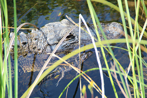 An up close photo of an alligator swimming with a hatchling swimming next to it. 