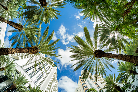 This is a stock photo. A fisheye lense view of palm trees in the Brickell neighborhood of downtown Miami, Florida.