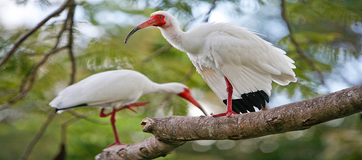 Two ibises perched in a tree on the University of Miami Coral Gables campus.